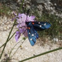 Painting holidays in Greece and flowers with wings
