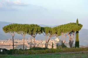 Photography holiday in Umbria - Umbrella trees and orvieto at dusk (640x427)
