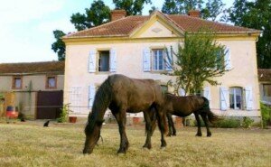 Horse Riding And Wine Tasting Holiday, Bordeaux - horses and house