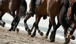Spanish and Horse Riding Course