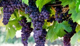 Detox and weight loss retreat- the red wine diet - Madiran wine grapes 