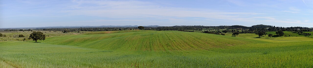 Cork oaks scattered across gently rolling fields in the Alentejo