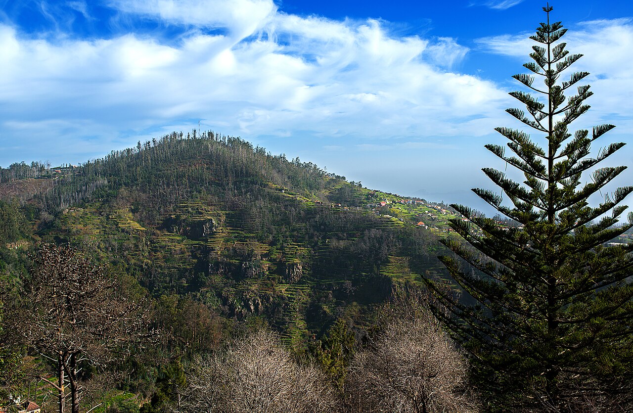 Terraced green slopes and woodland around Camacha in Madeira