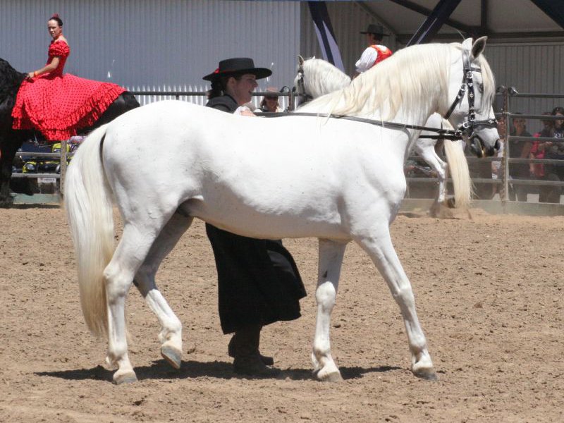 A handler showing a grey Andalusian horse in an arena