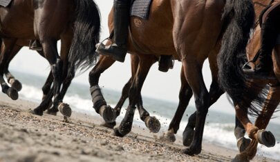 Learn Spanish & indulge your passion for horse riding