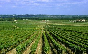 Horse riding and wine tasting holiday in Bordeaux, France - Bordeaux vineyards