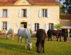 Horse riding and wine tasting holiday in Bordeaux, France - horses outside the house